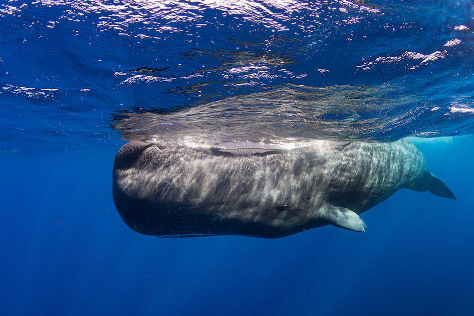 vorvaň - Physeter macrocephalus