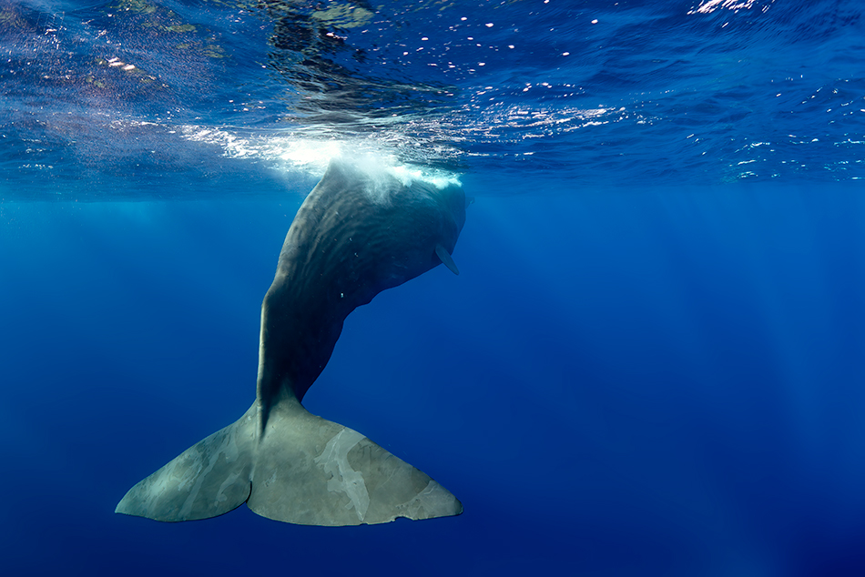 vorvaň - Physeter macrocephalus