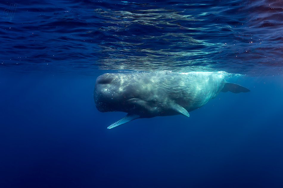 vorvaň - Physeter macrocephalus