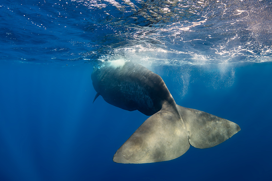 vorvaň - Physeter macrocephalus