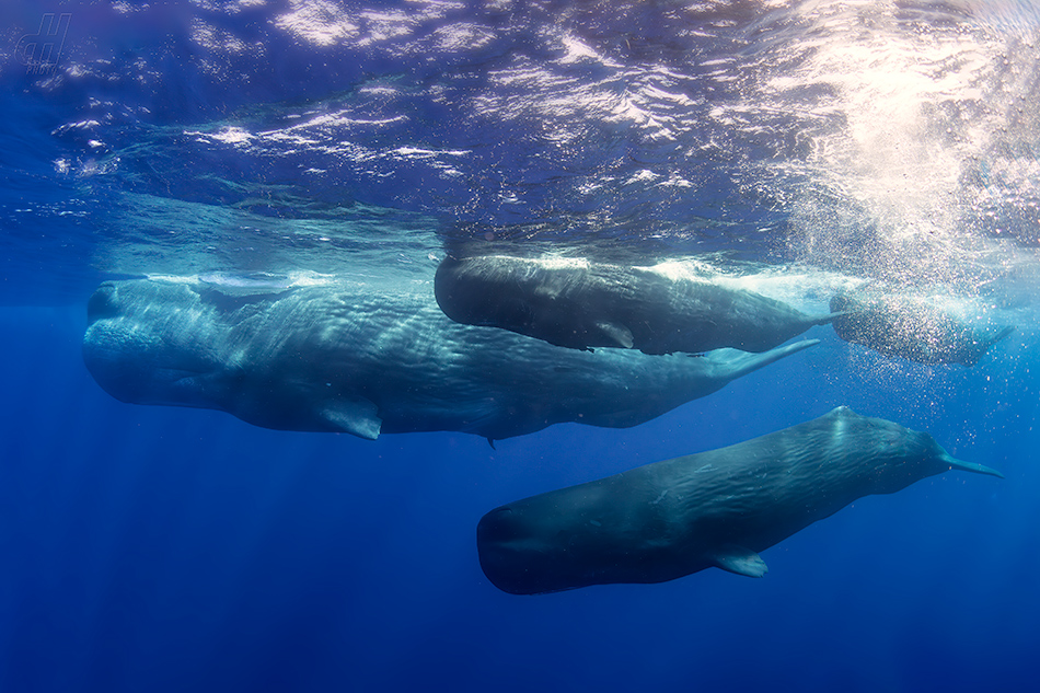 vorvaň - Physeter macrocephalus