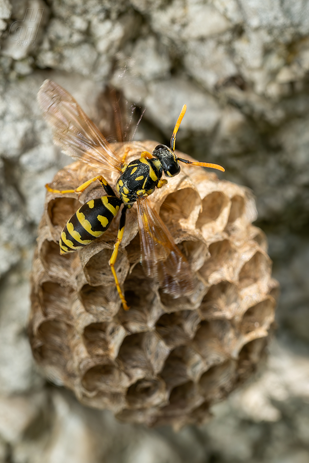 vosík francouzský - Polistes dominula