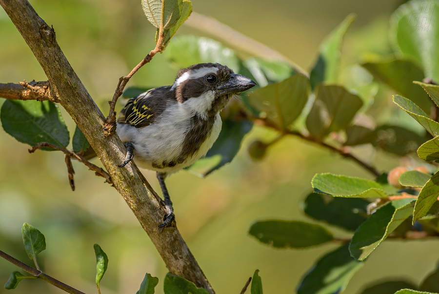 vousák černohlavý - Tricholaema melanocephala