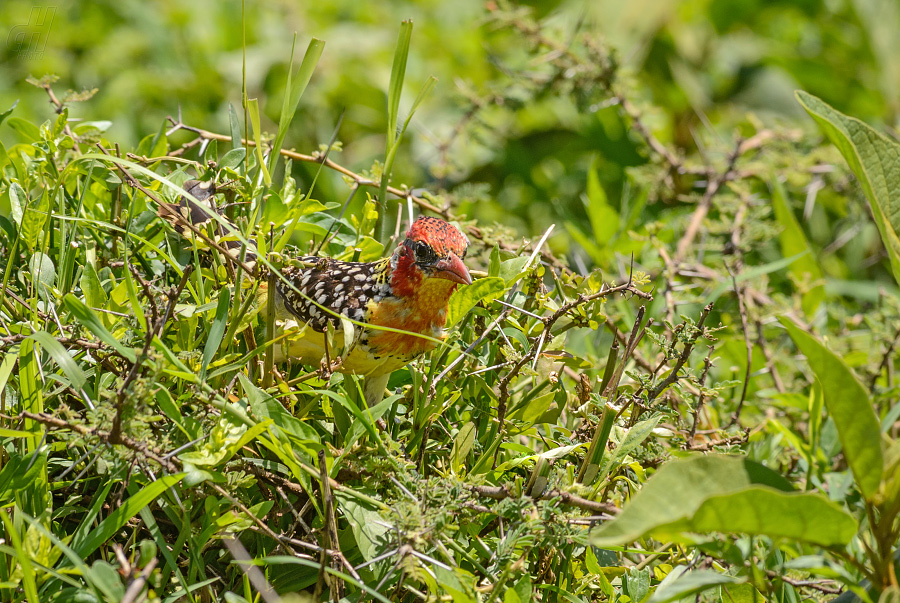 vousák kropenatý - Trachyphonus margaritatus