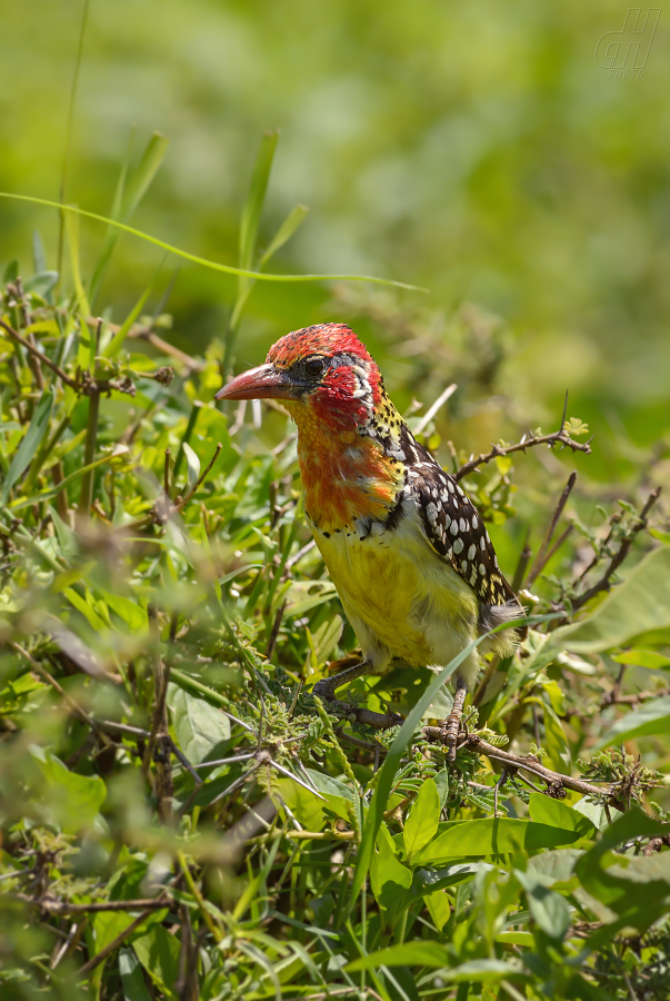 vousák kropenatý - Trachyphonus margaritatus