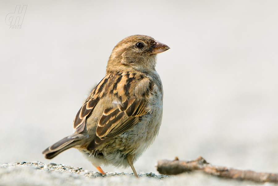 vrabec domácí - Passer domesticus