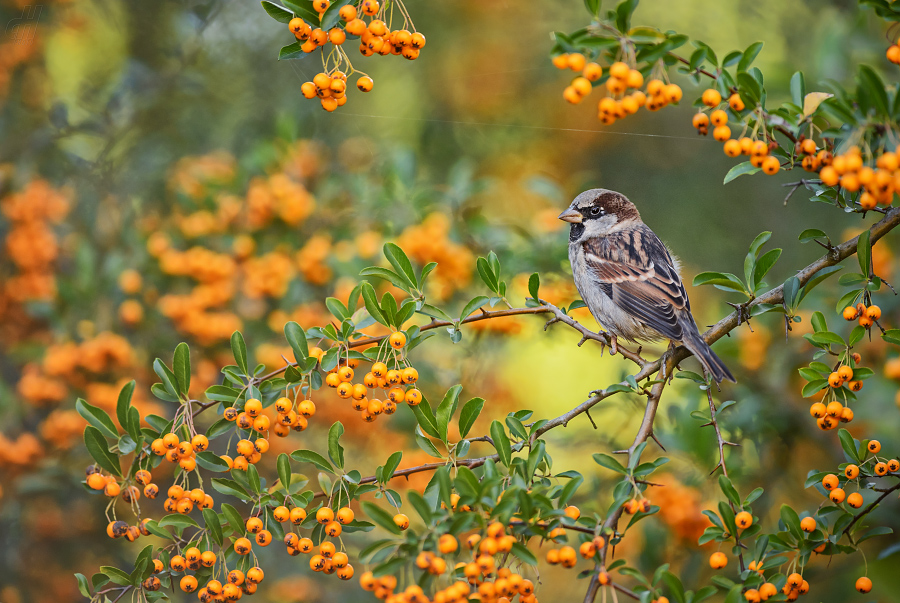 vrabec domácí - Passer domesticus