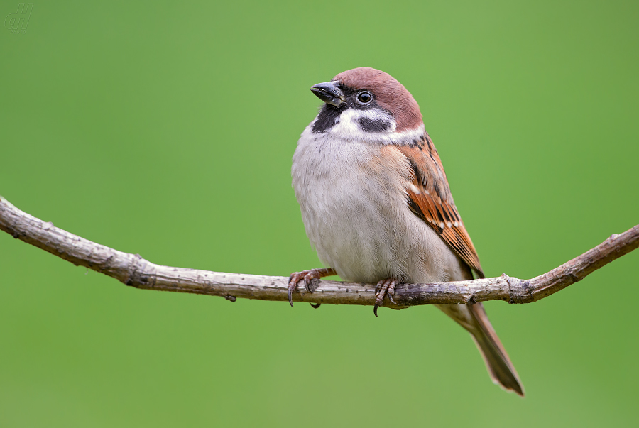 vrabec polní - Passer montanus