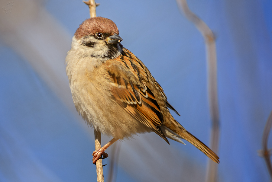 vrabec polní - Passer montanus