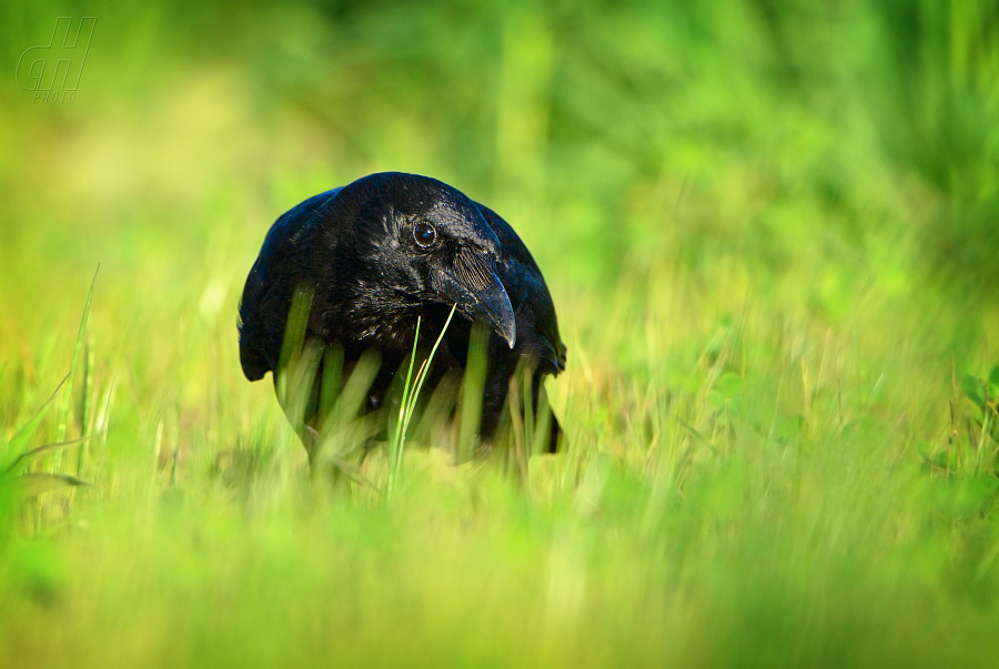 vrána černá - Corvus corone