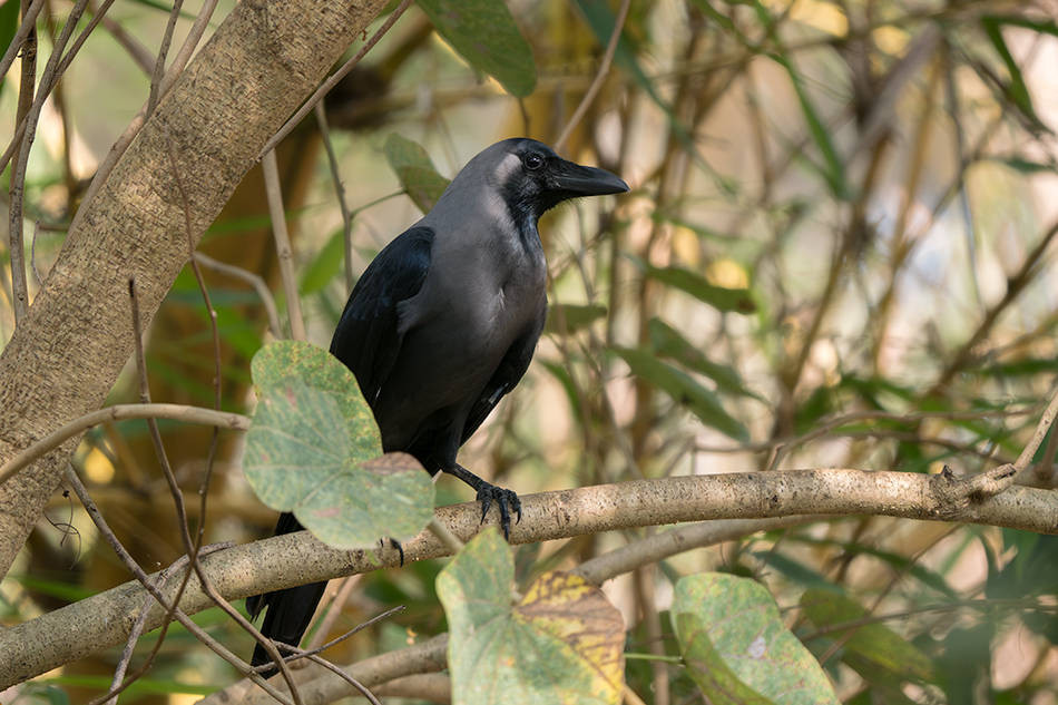 vrána domácí - Corvus splendens