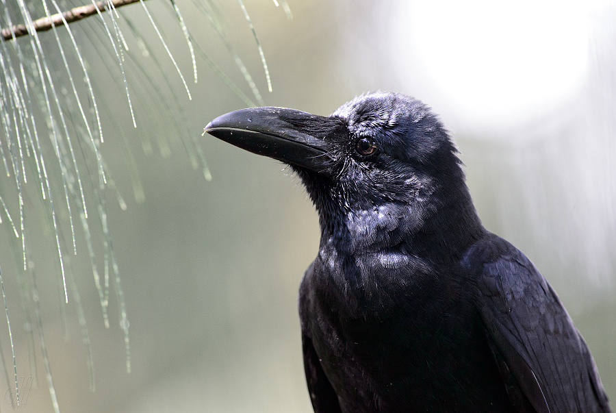 vrána hrubozobá - Corvus macrorhynchos