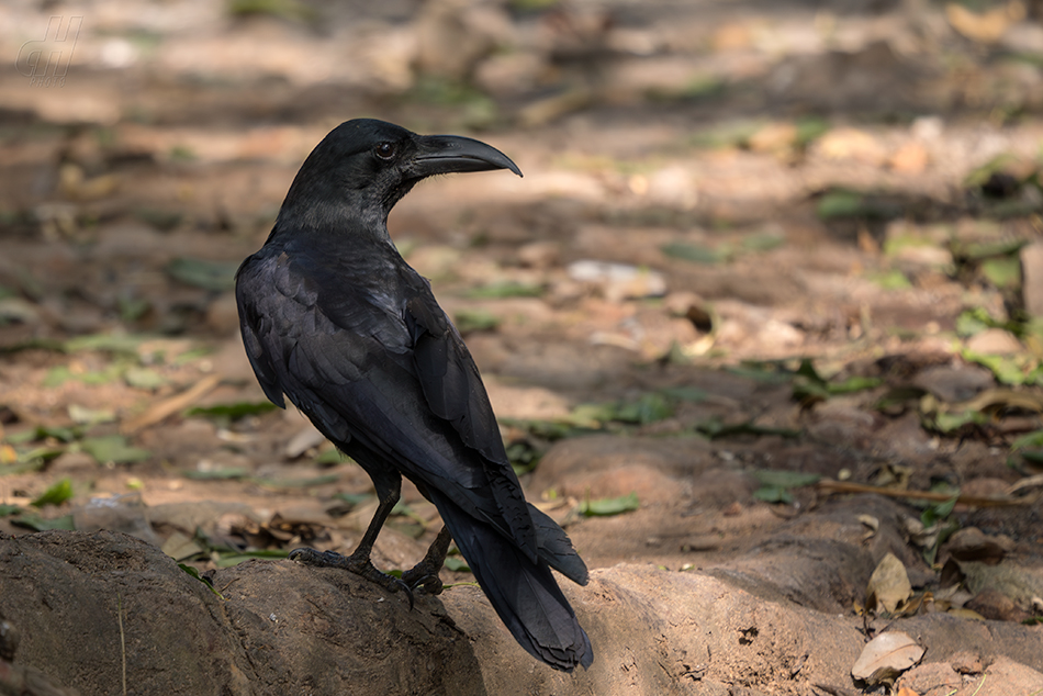 vrána indická - Corvus culminatus