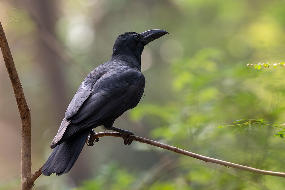 vrána indická - Corvus culminatus