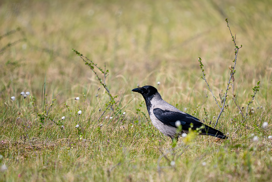 vrána šedá - Corvus cornix