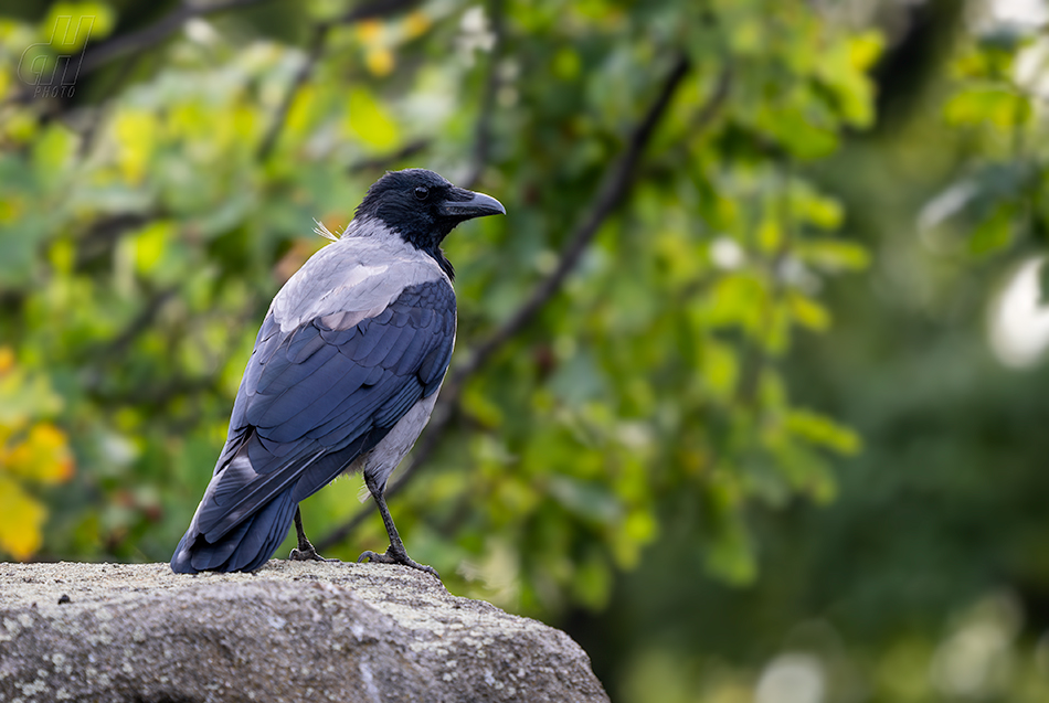 vrána šedá - Corvus cornix