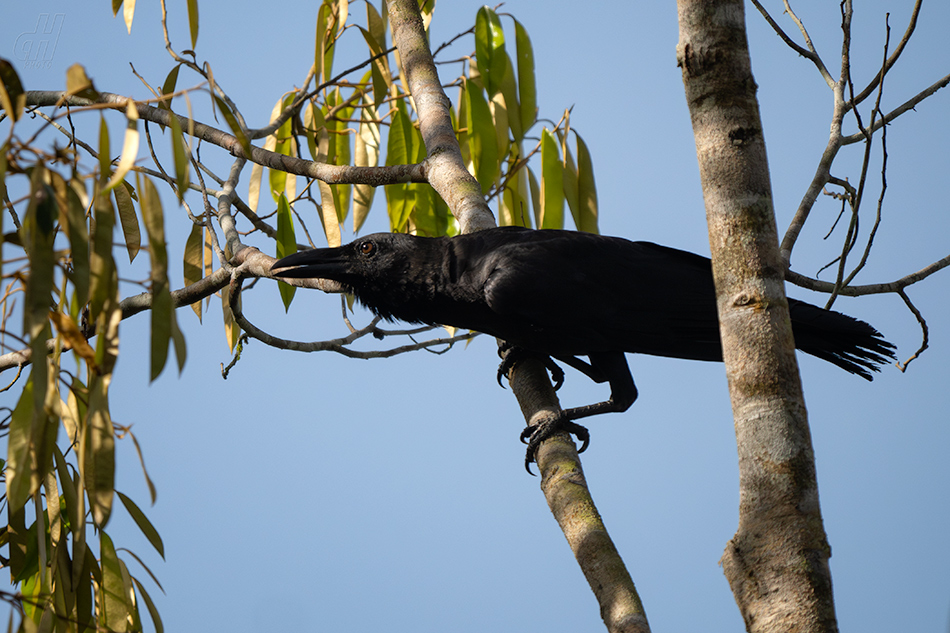 vrána tenkozobá - Corvus enca