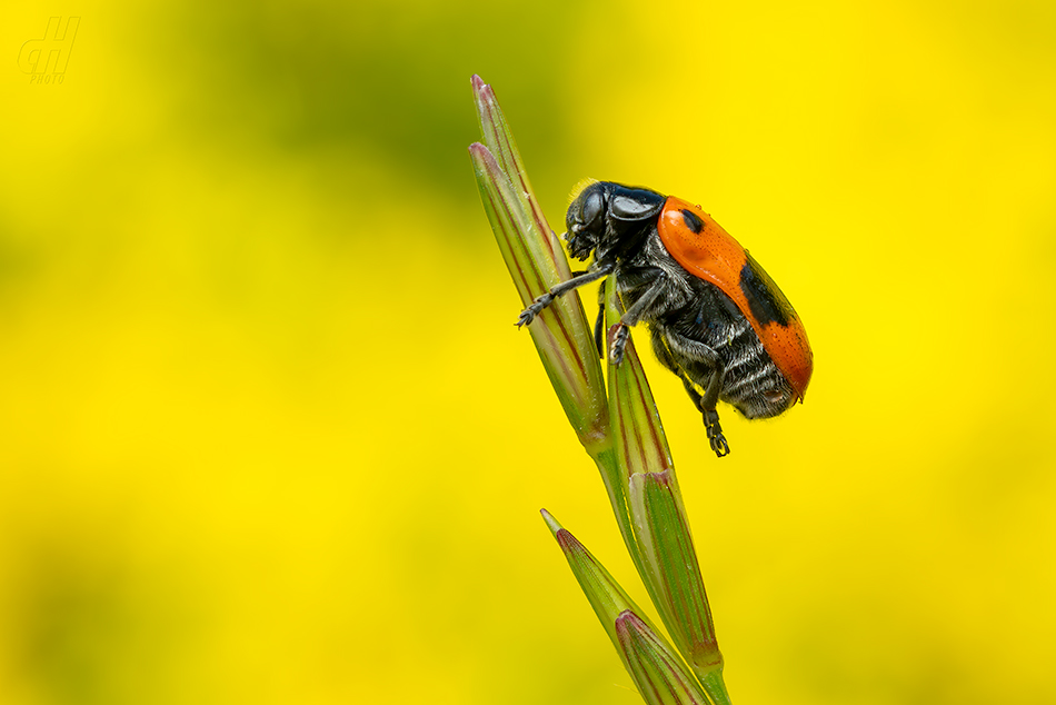 vrbař čtyřtečný - Clytra quadripunctata