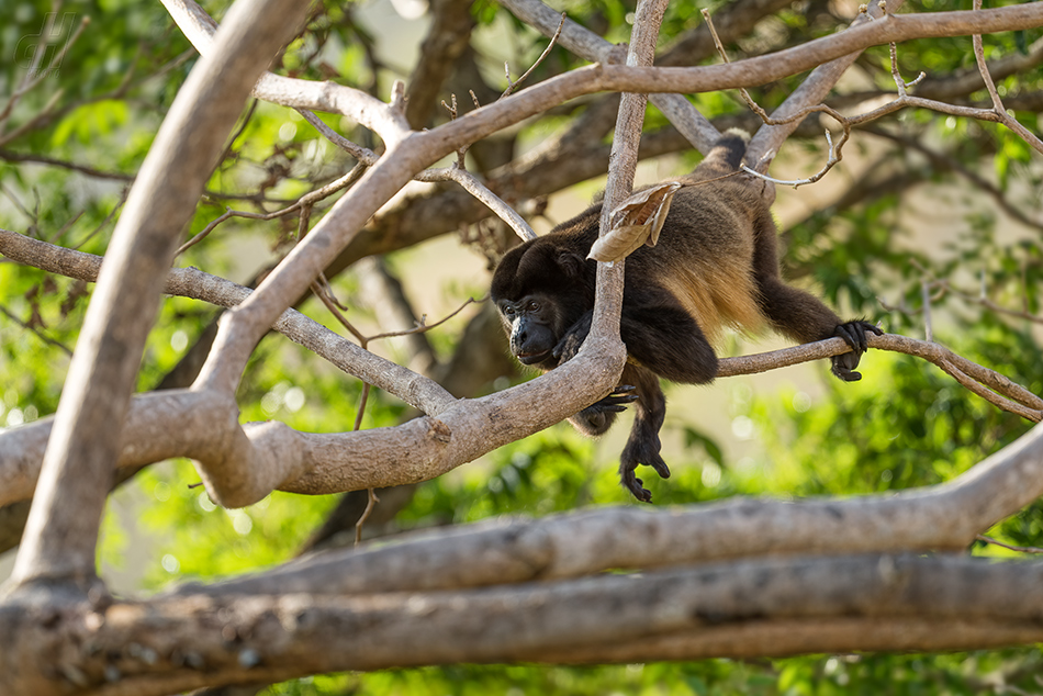 vřešťan pláštíkový - Alouatta palliata