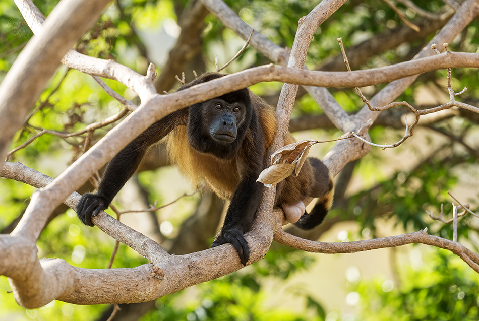 vřešťan pláštíkový - Alouatta palliata