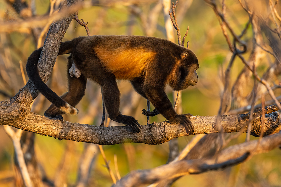 vřešťan pláštíkový - Alouatta palliata