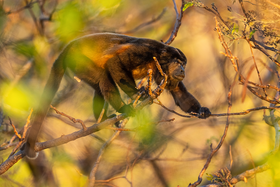 vřešťan pláštíkový - Alouatta palliata