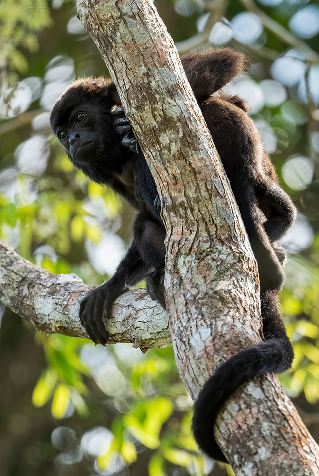 vřešťan pláštíkový - Alouatta palliata