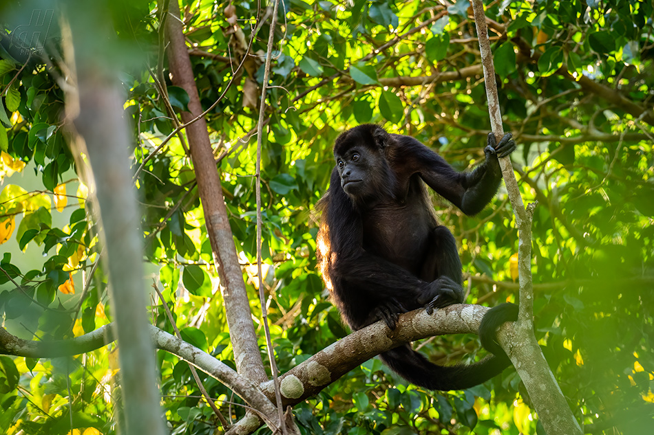 vřešťan pláštíkový - Alouatta palliata