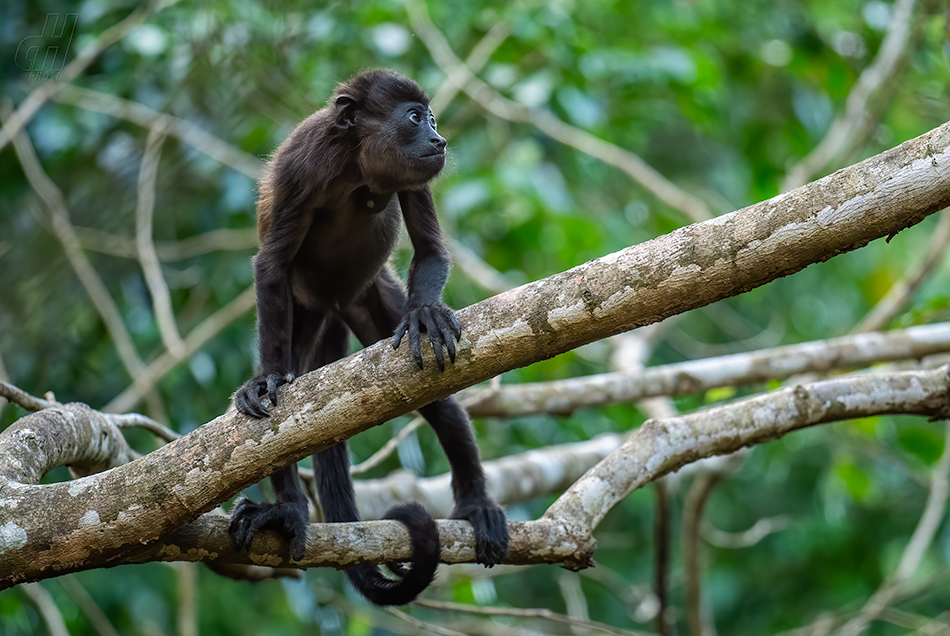 vřešťan pláštíkový - Alouatta palliata