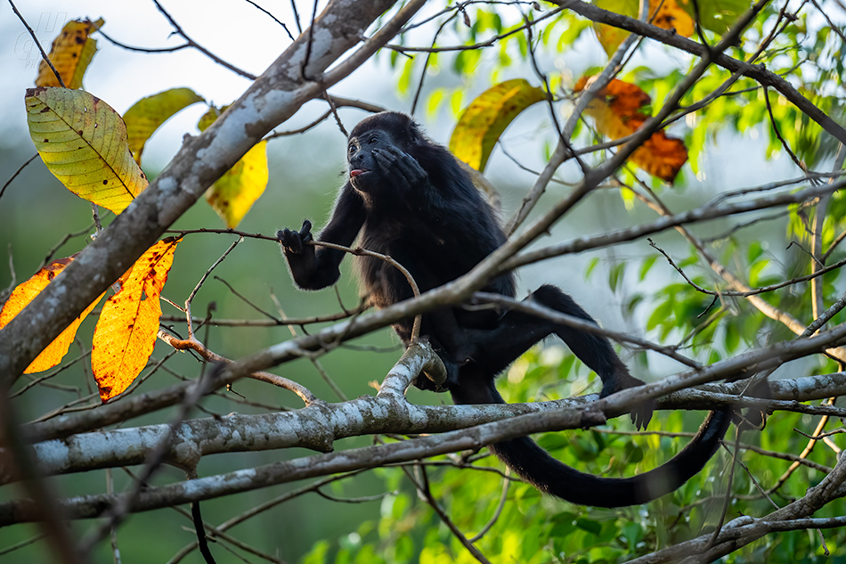 vřešťan pláštíkový - Alouatta palliata