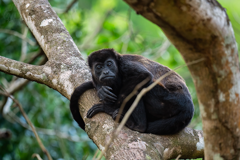 vřešťan pláštíkový - Alouatta palliata