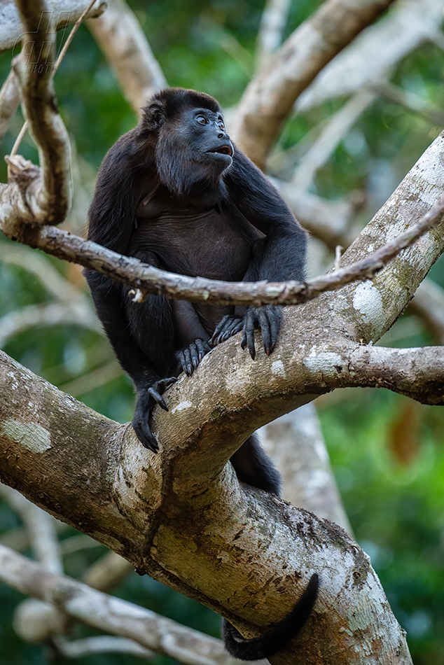 vřešťan pláštíkový - Alouatta palliata