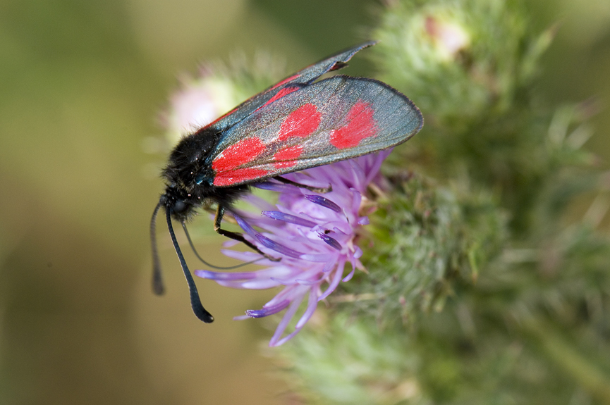 vřetenuška kozincová - Zygaena loti