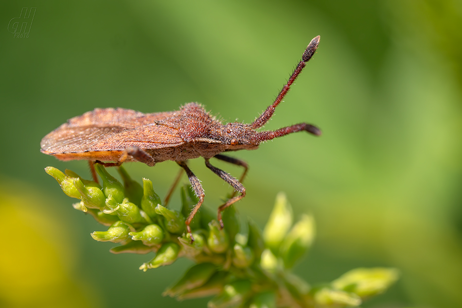 vroubenka smrdutá - Coreus marginatus