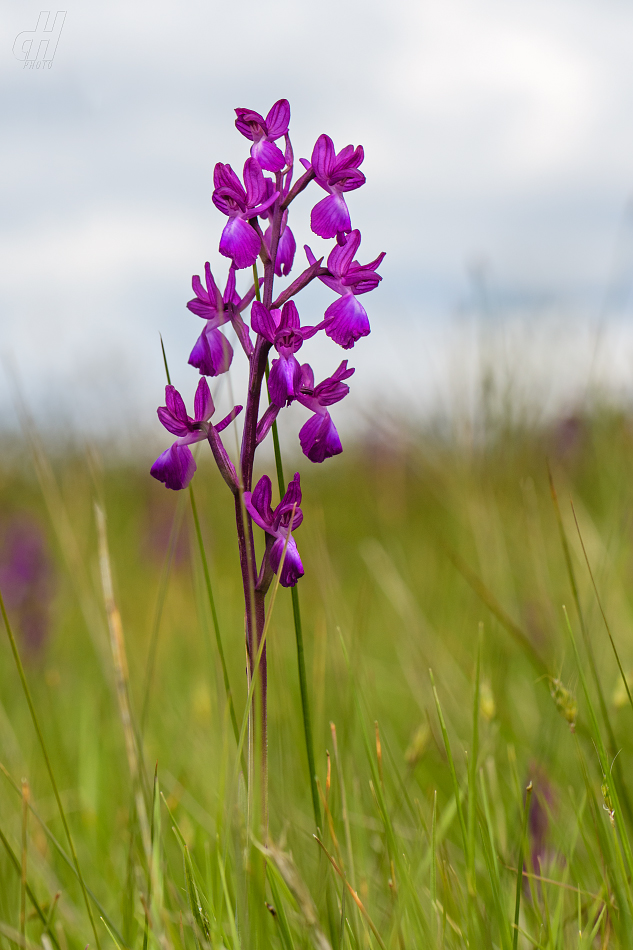 vstavač řídkokvětý - Orchis laxiflora