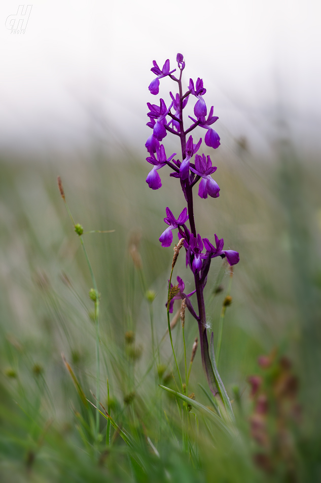 vstavač řídkokvětý - Orchis laxiflora