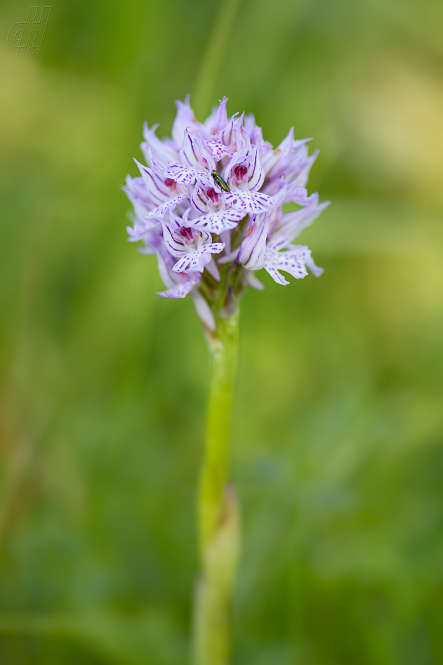 vstavač trojzubý - Orchis tridentata