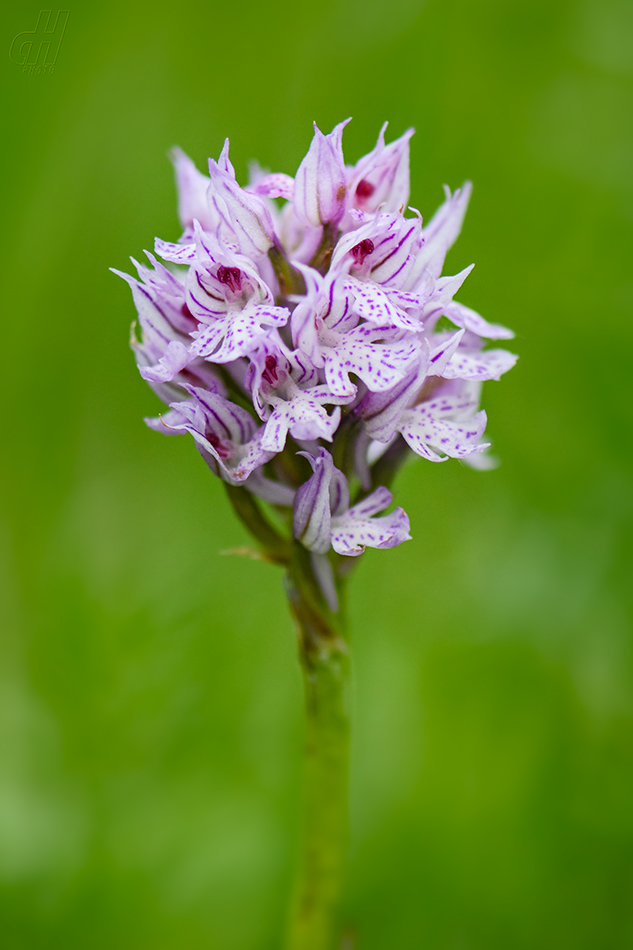 vstavač trojzubý - Orchis tridentata