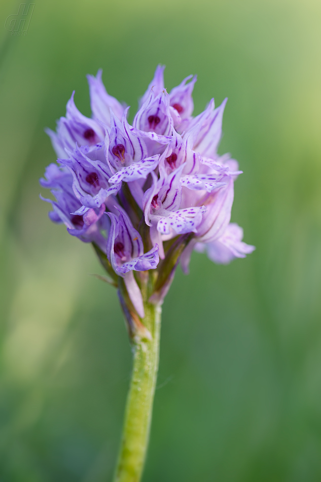 vstavač trojzubý - Orchis tridentata