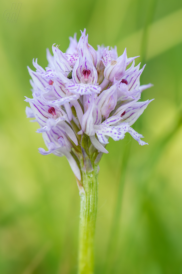 vstavač trojzubý - Orchis tridentata