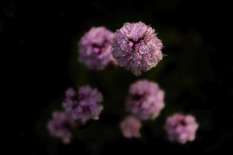 vstavač trojzubý - Orchis tridentata