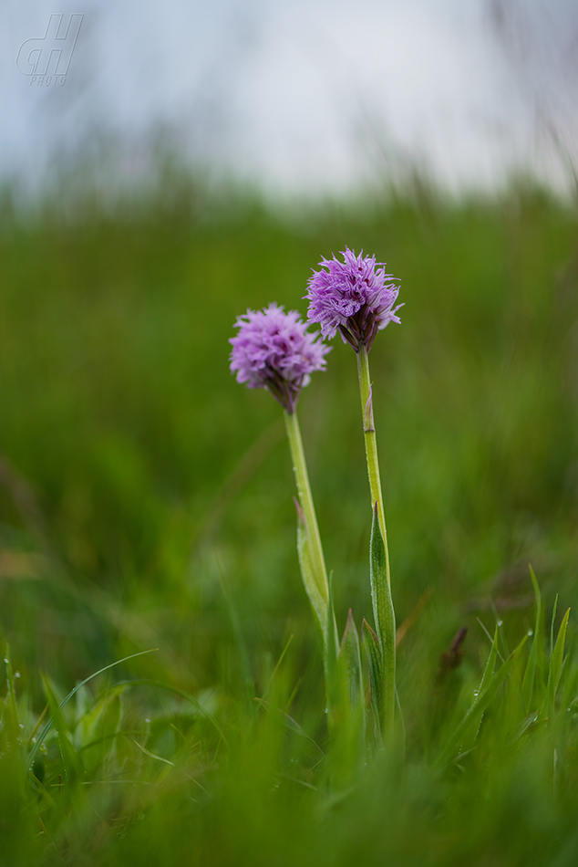 vstavač trojzubý - Orchis tridentata