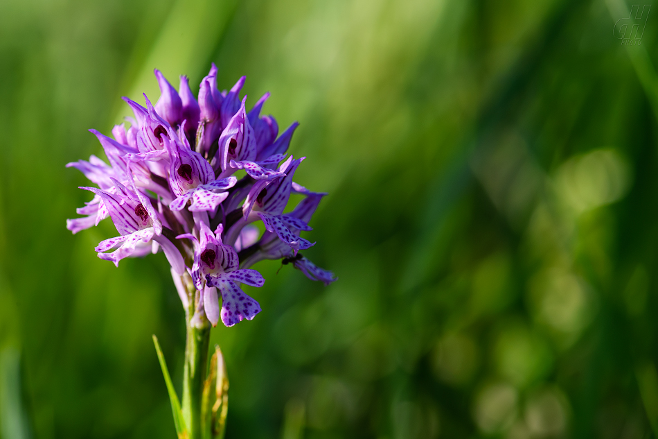 vstavač trojzubý - Orchis tridentata