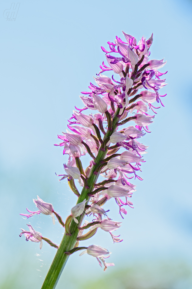 vstavač vojenský - Orchis militaris