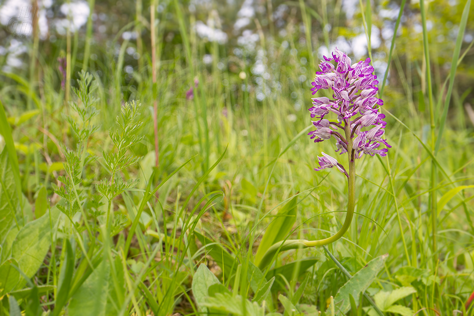 vstavač vojenský - Orchis militaris