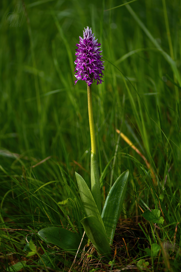 vstavač vojenský - Orchis militaris