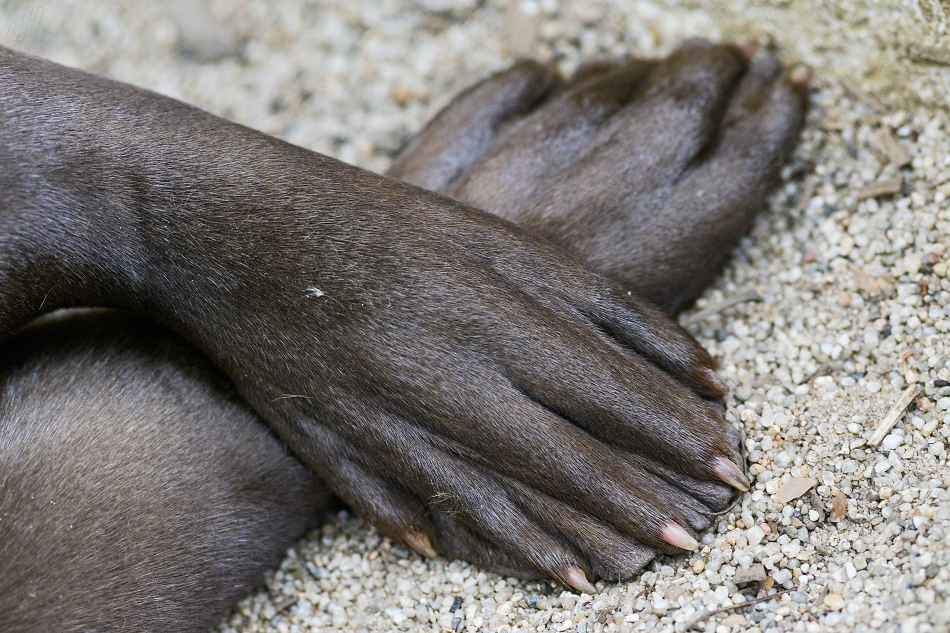 vydra obrovská - Pteronura brasiliensis