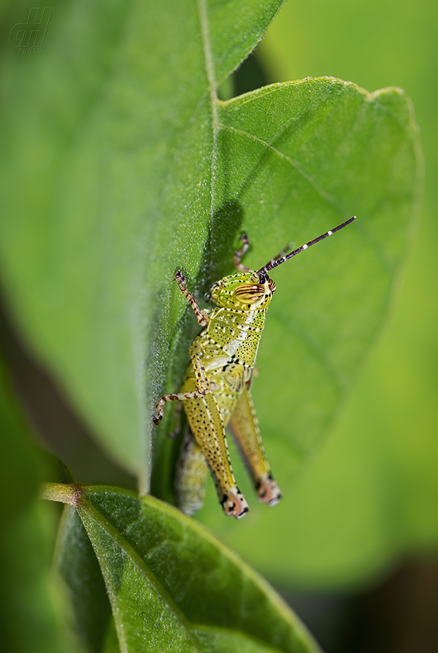 Xenocatantops humilis