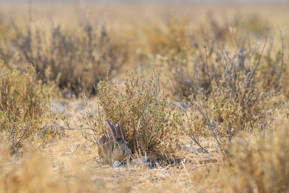 zajíc křovinný - Lepus saxatilis