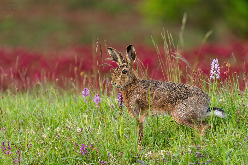 zajíc polní - Lepus europaeus